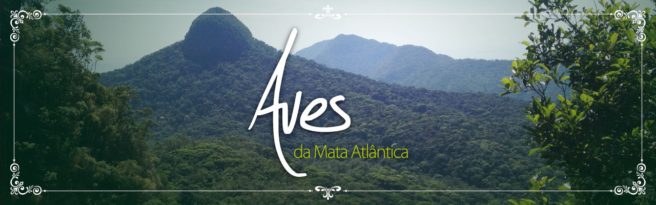 Aves da Mata Atlântica Aves da Mata Atlântica