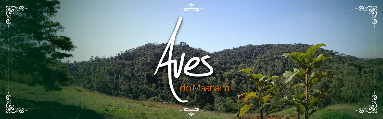 Aves do Maanaim Aves do Maanaim