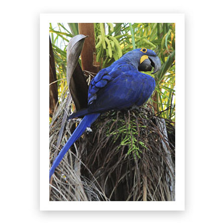 arara-azul-grande