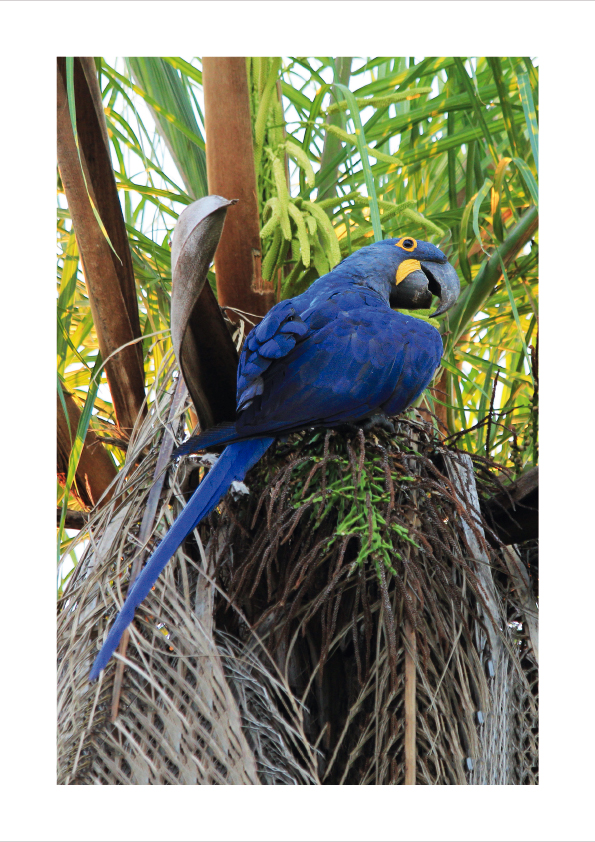 arara-azul-grande arara-azul-grande