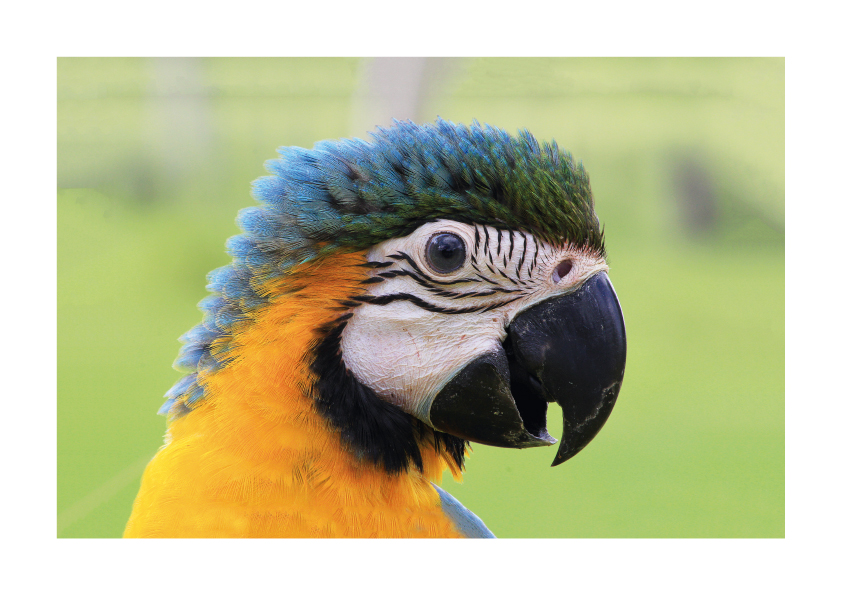 arara-canindé arara-canindé