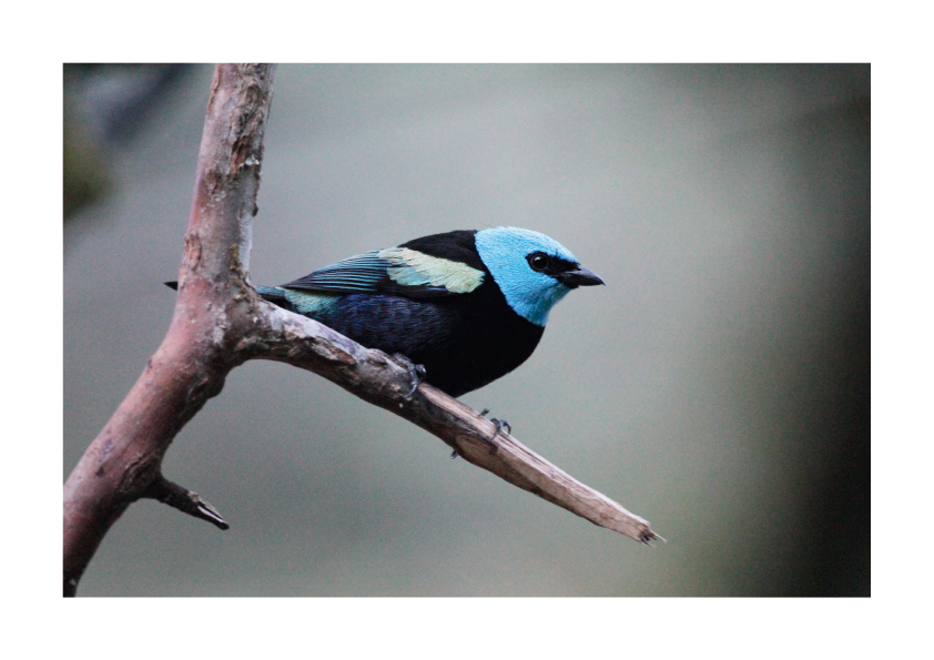 saíra-de-cabeça-azul saíra-de-cabeça-azul