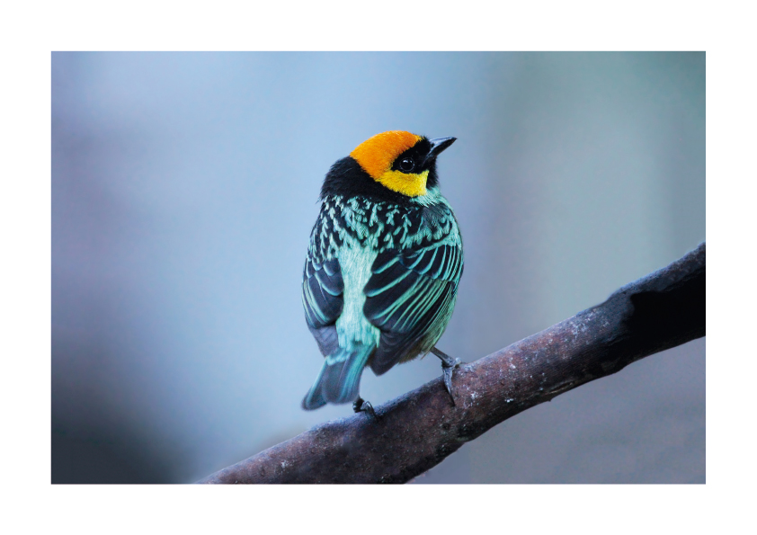 Tangara-xanthocephala Tangara-xanthocephala