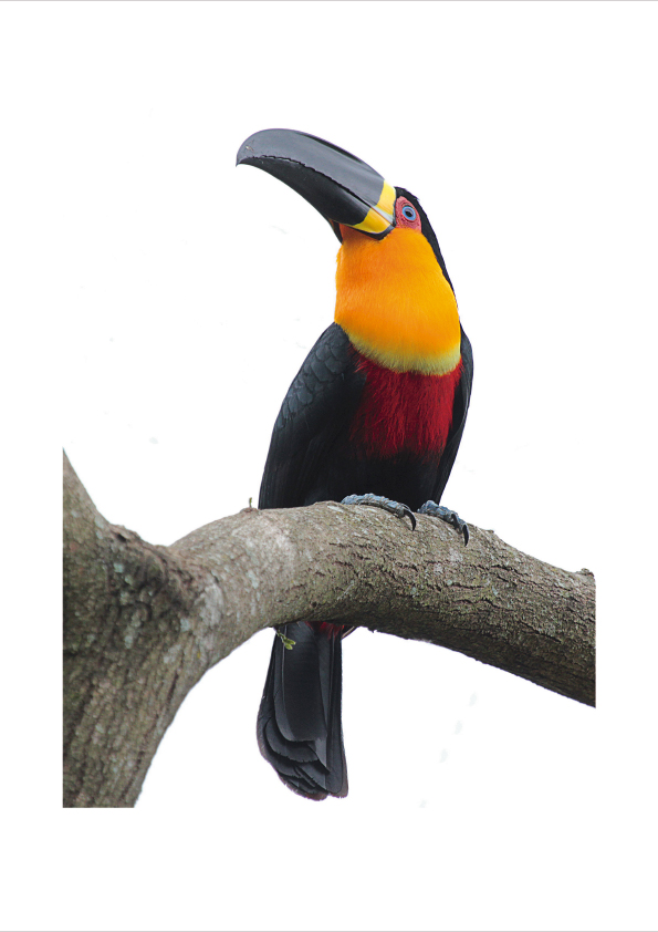 tucano-de-bico-preto tucano-de-bico-preto