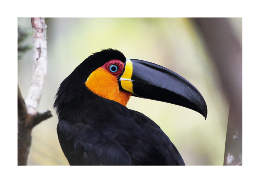 tucano-de-bico-preto tucano-de-bico-preto