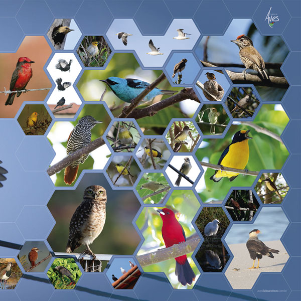 Painel do projeto Aves do Meu Quintal - Itaipuaçu