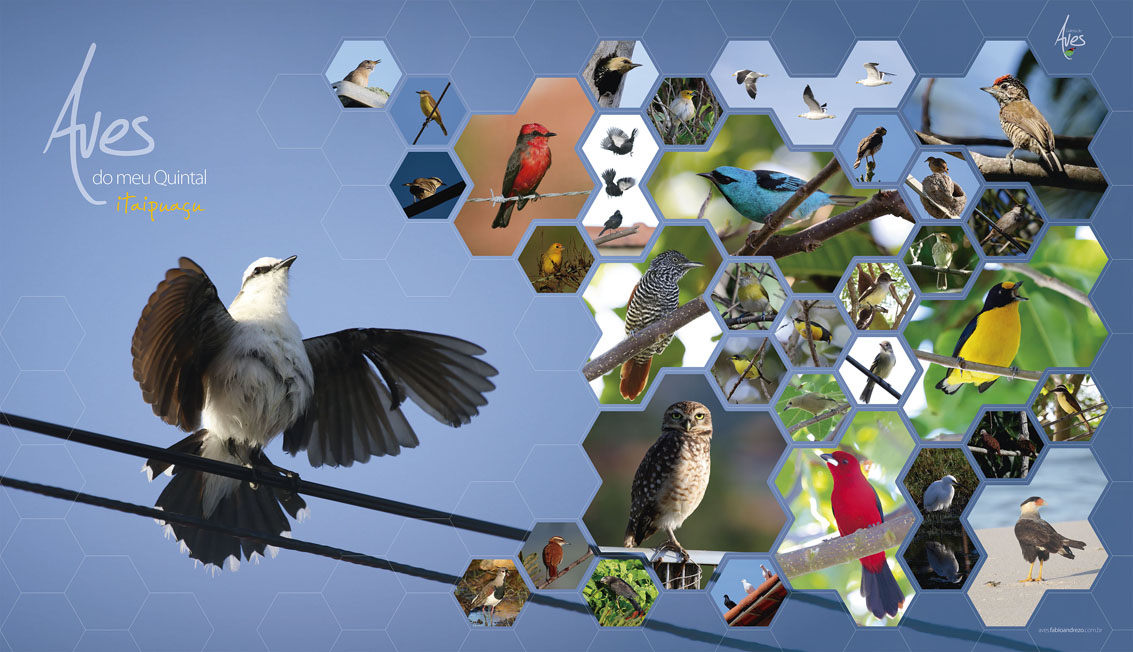 Painel do projeto Aves do Meu Quintal - Itaipuaçu